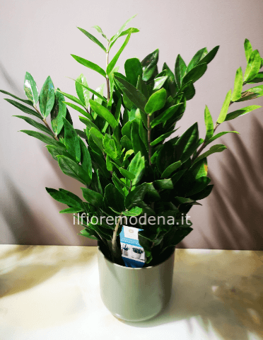Pianta zamioculcas 