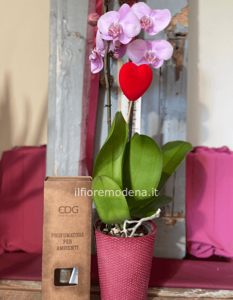 Pianta orchidea e  profumatore